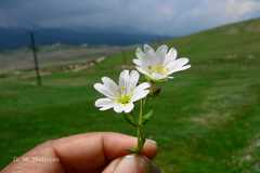 Minuartia kashmirica